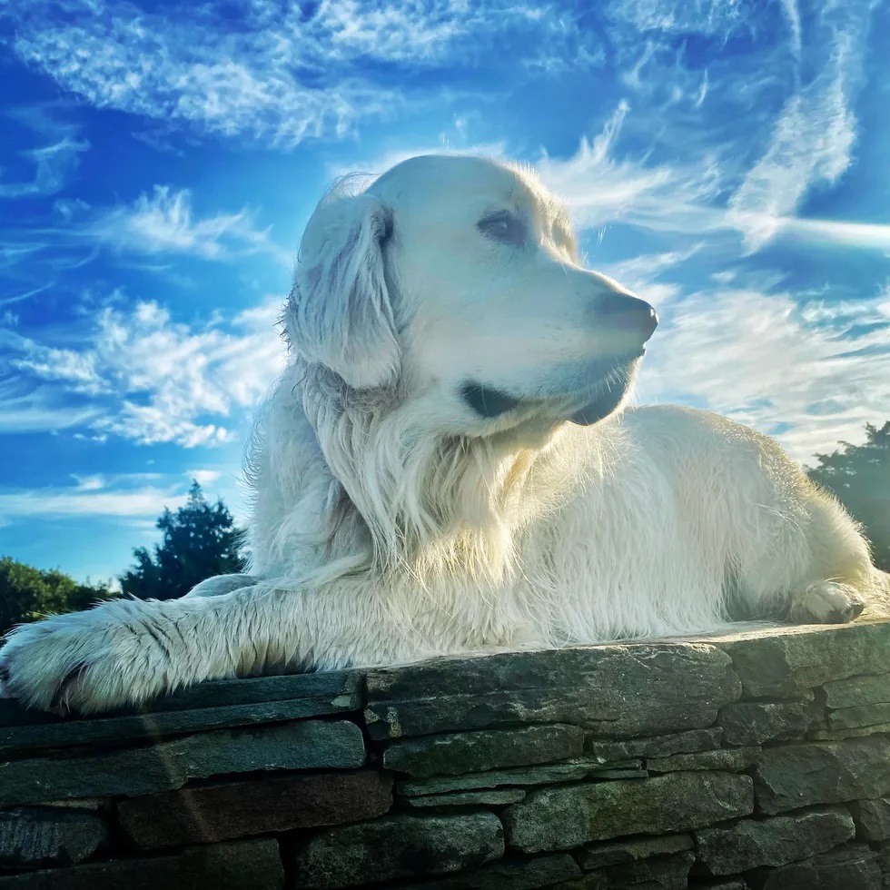 Image of Svend the Golden Retriever in sunlight with blue sky and wisps of clouds behind him.