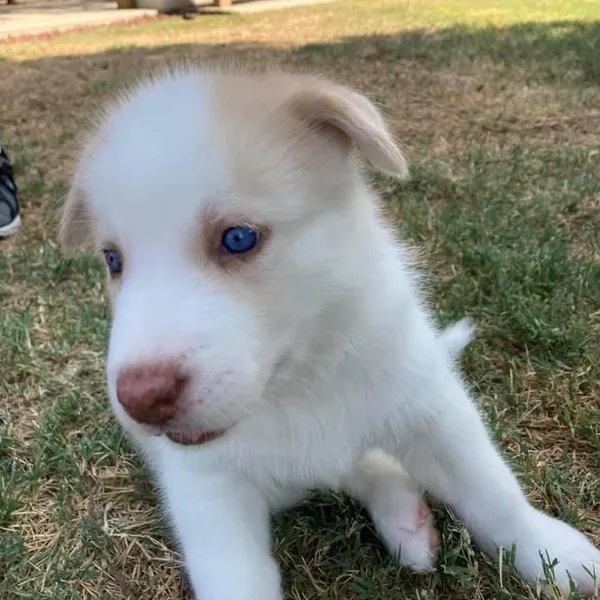 Lady George, one of eight puppies from an unexpected litter, soon to go into a new home.