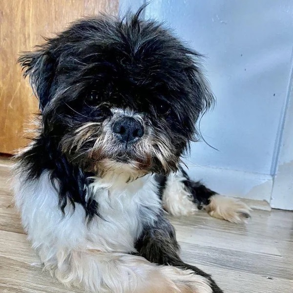 Daj, is a black and white sweet pup laying comfortably on the floor - Love, Dog