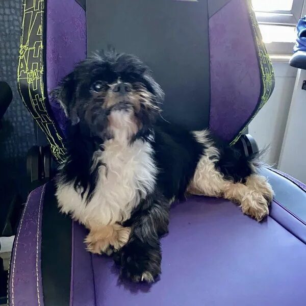 Daj is sitting on a purple chair - Love, Dog