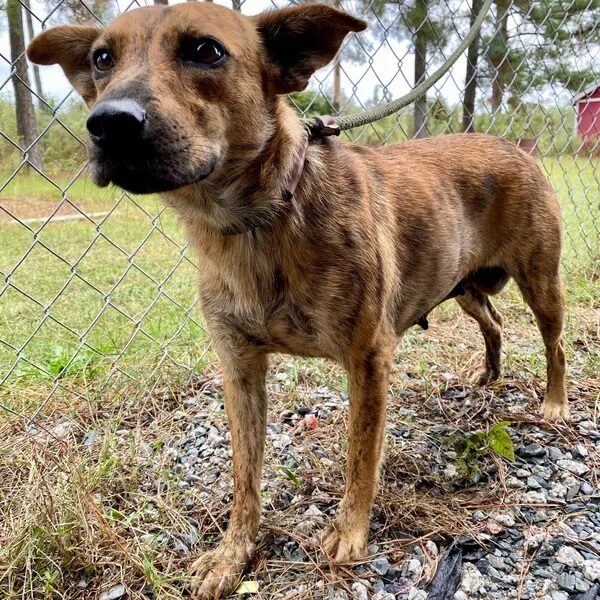 Durbie is a 2-year-old Dutch Shepherd mix girl - Love, Dog