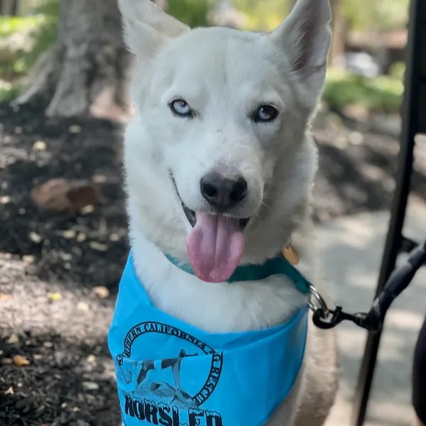 Image of Beau, a white husky, wearing a blue NorSled handkerchief