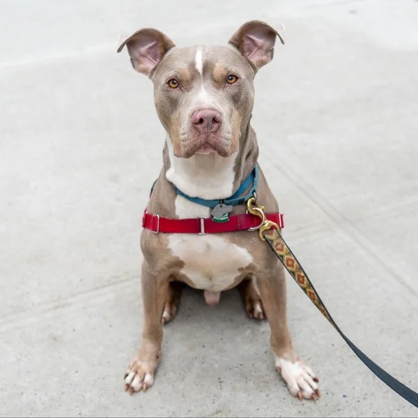 Image of Lance sitting on a cement floor looking at the camera - Love, Dog