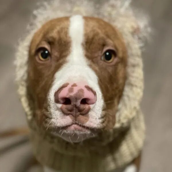 Leon wearing a beige ribbed sweater - Love, Dog