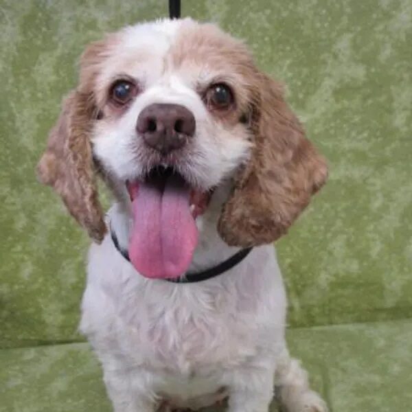 Tina sitting on a green couch with her tongue out - Love, Dog