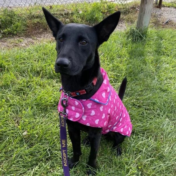 Twyla is a Shepherd mix wearing a pink jacket - Love, Dog