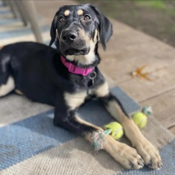 Addie with her beautiful pink collar on - Love, Dog