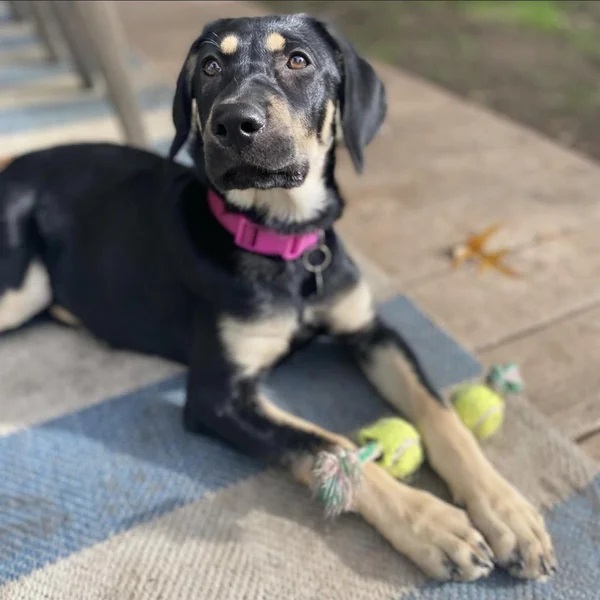 Addie is all about her toys - Love, Dog