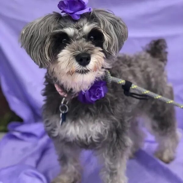 Ava is a tiny Schnoodle girl who looks great in purple - Love, Dog