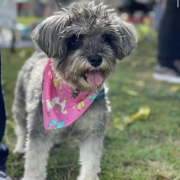 Ava showing off her pink bandana - Love, Dog