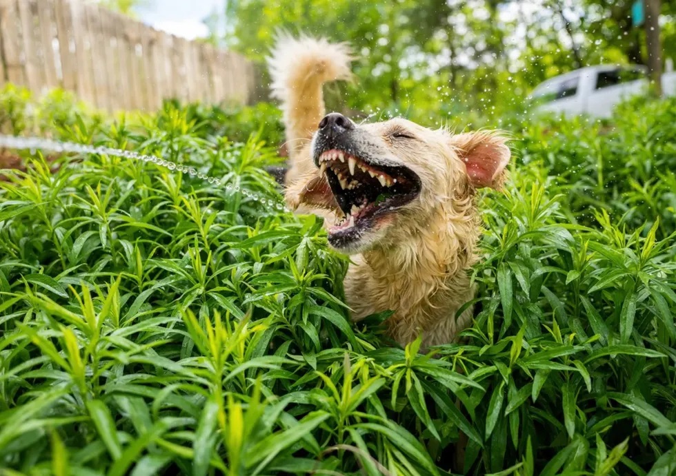 Dog drinking water from hose