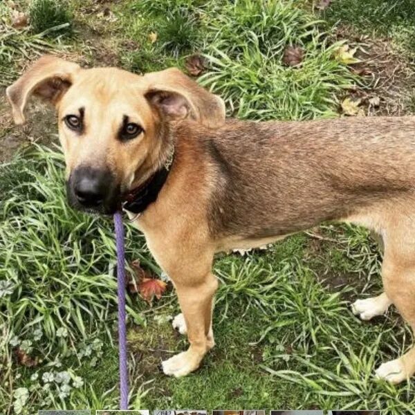 Jones is a 6-month-old pup - Love, Dog