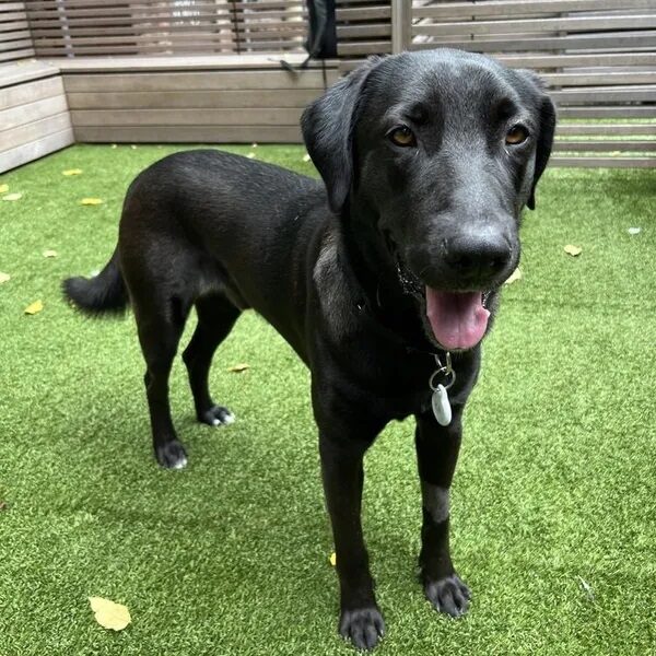 Kit smiling after a play session - Love, Dog