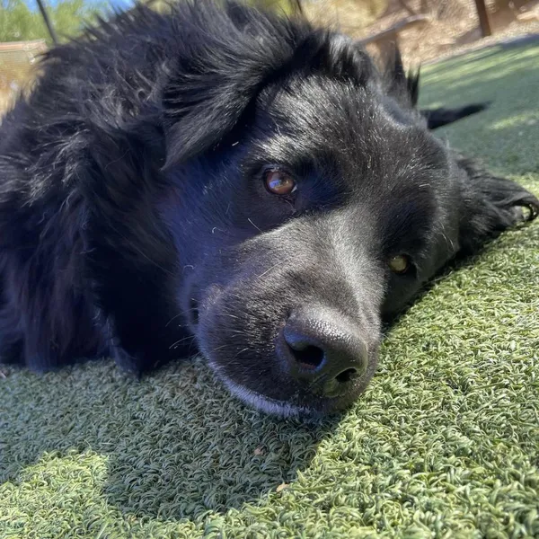 Lady Bear relaxing on the grass - Love, Dog