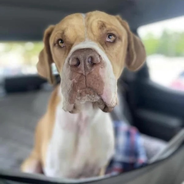 Napoleon in the car looking outside the window - Love, Dog