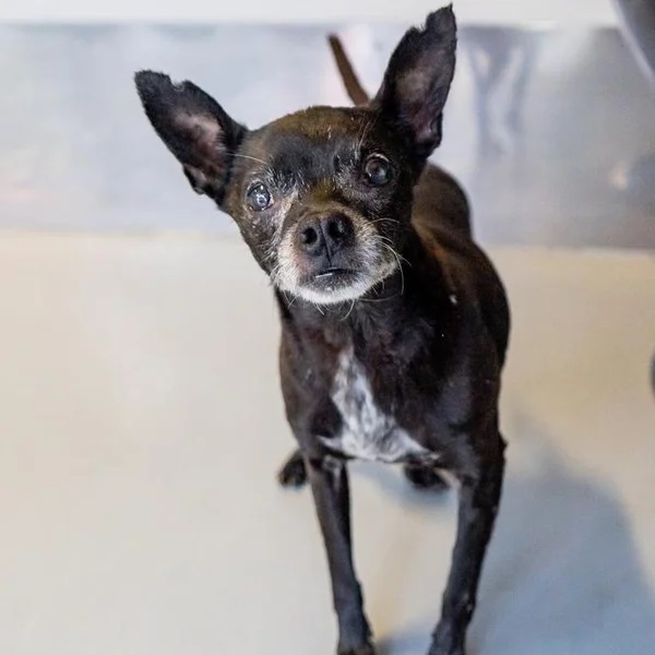 Nory looking up , he is a black Chihuahua mix weighing in at 11 lbs - Love, Dog