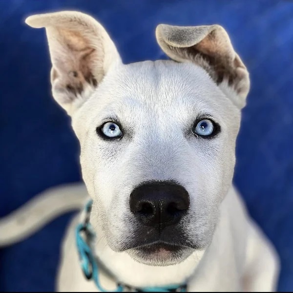 Okami is a white Pitsky - Love, Dog