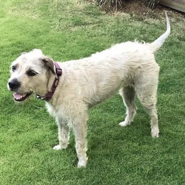 Opal is a 4-year-old Airedale Terrier mix - Love, Dog