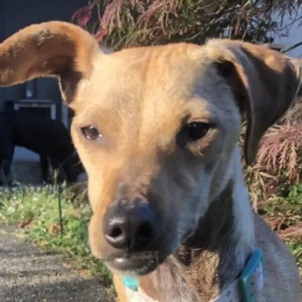 Peabody has a beautiful tan coat and soulful eyes - Love, Dog