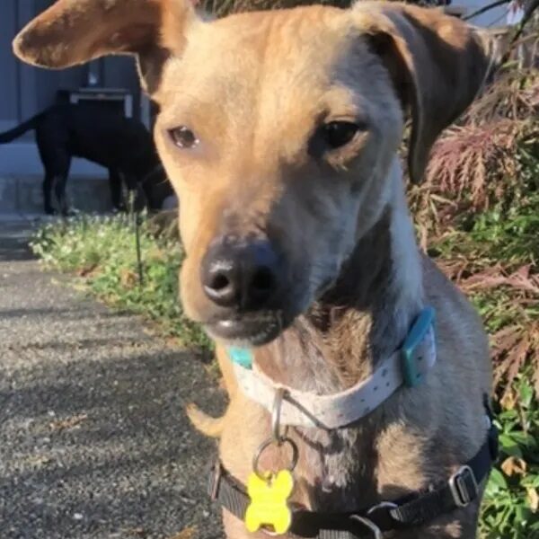 Peabody standing outside waiting for his forever family - Love, Dog