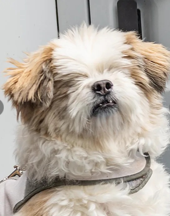 Rocky, the Shih Tzu, sitting on a chair. Love, Dog