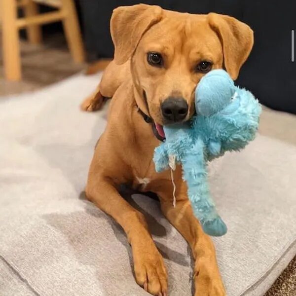 Sabrina with a blue toy in her mouth - Love, Dog