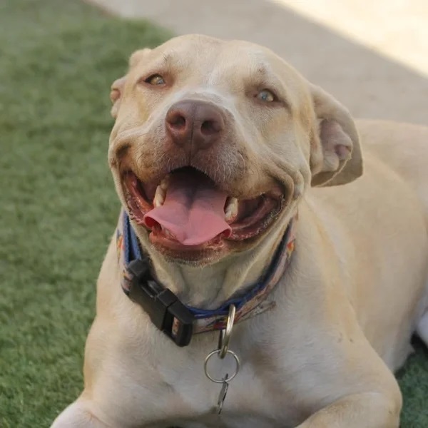 Shirley Rae relaxing on the grass - Love, Dog