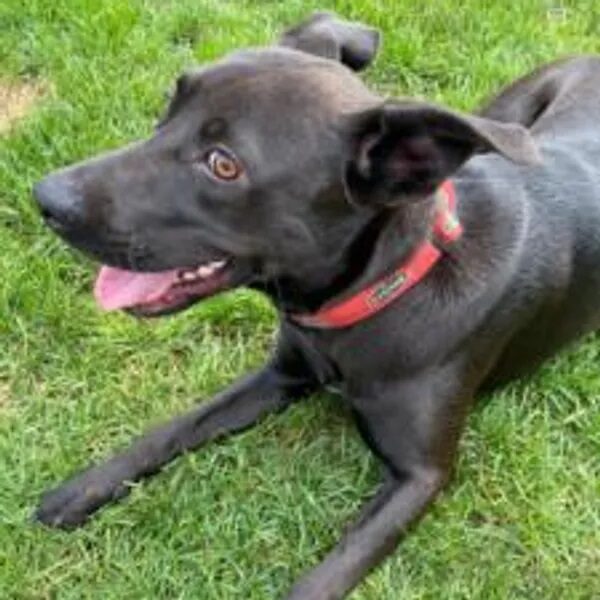 Stratton is a black Lab who adores humans - Love, Dog