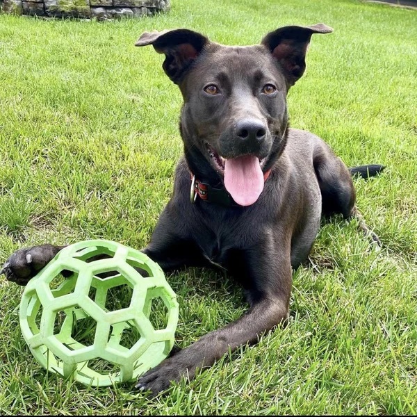 Stratton smiling and relaxing on the beautiful grass - Love, Dog