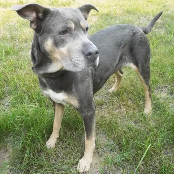 \u200bAstrid standing on the grass - Love, Dog