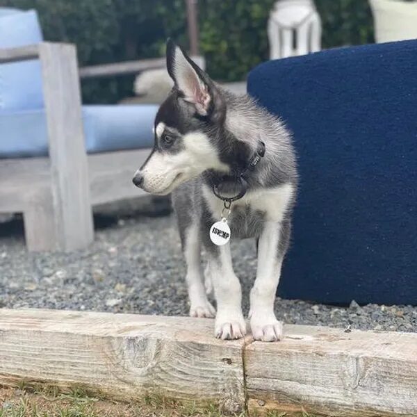 Zoey exploring the backyard - Love, Dog