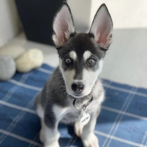 Zoey sitting on a blue blanket - Love, Dog