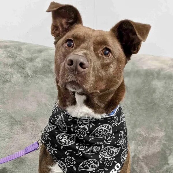 Zorro in his dapper bandana - Love, Dog